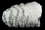 Partial Southern Mammoth Molar - Hungary #87544-2